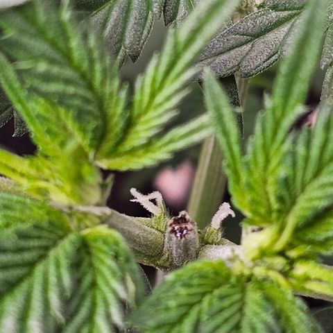 Tropicanna Poison XL Auto  growlog timeline photo