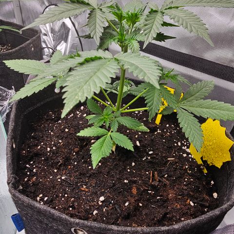 Tropicanna Poison XL Auto  growlog timeline photo