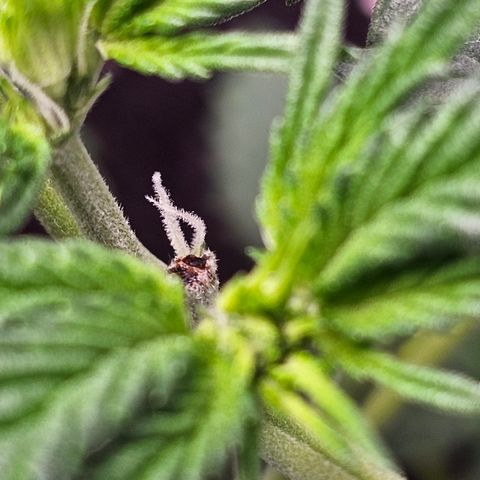 Tropicanna Poison XL Auto  growlog timeline photo
