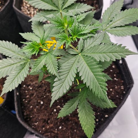 Tropicanna Poison XL Auto  growlog timeline photo