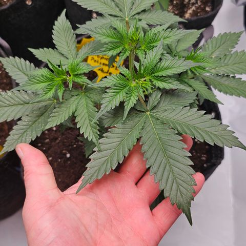 Tropicanna Poison XL Auto  growlog timeline photo