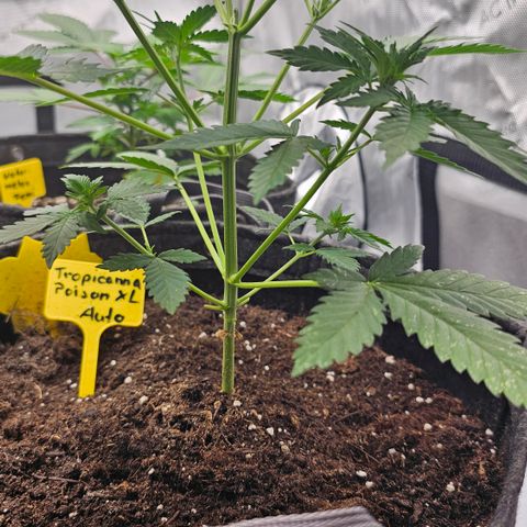 Tropicanna Poison XL Auto  growlog timeline photo