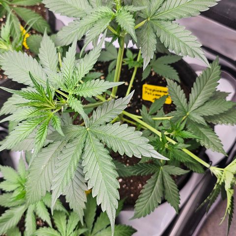 Tropicanna Poison XL Auto  growlog timeline photo