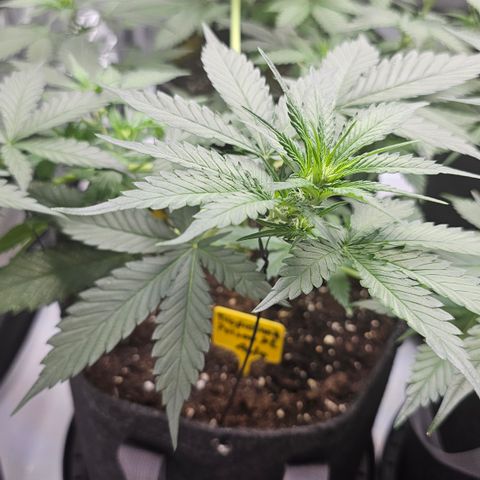 Tropicanna Poison XL Auto  growlog timeline photo