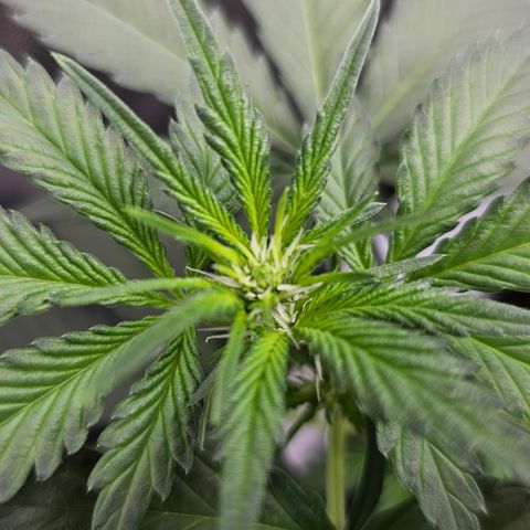 Tropicanna Poison XL Auto  growlog timeline photo