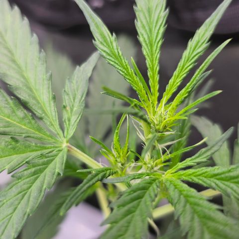 Tropicanna Poison XL Auto  growlog timeline photo