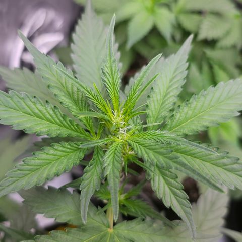 Tropicanna Poison XL Auto  growlog timeline photo