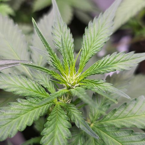 Tropicanna Poison XL Auto  growlog timeline photo