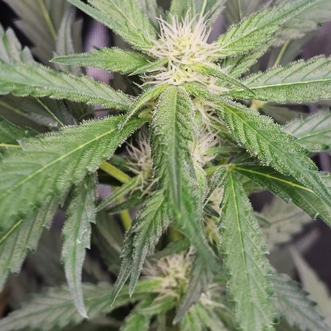 Tropicanna Poison XL Auto  growlog timeline photo