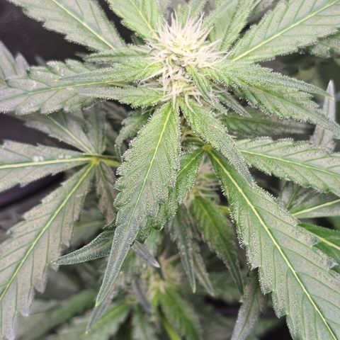 Tropicanna Poison XL Auto  growlog timeline photo