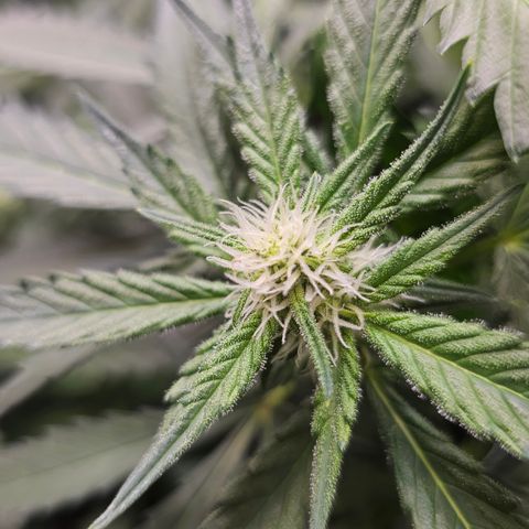 Tropicanna Poison XL Auto  growlog timeline photo