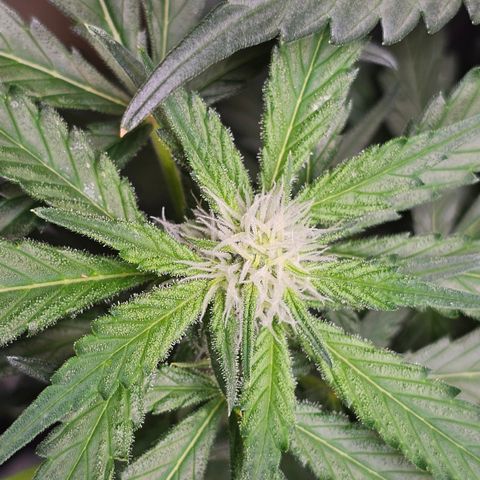 Tropicanna Poison XL Auto  growlog timeline photo