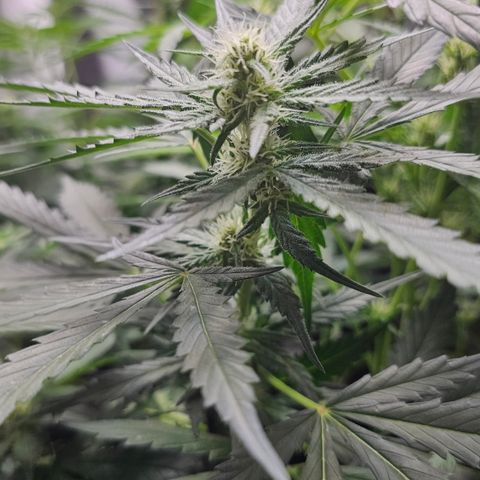 Tropicanna Poison XL Auto  growlog timeline photo