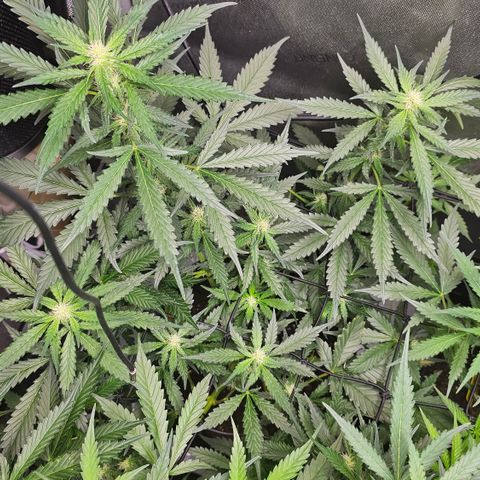 Tropicanna Poison XL Auto  growlog timeline photo