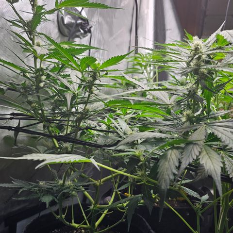 Tropicanna Poison XL Auto  growlog timeline photo