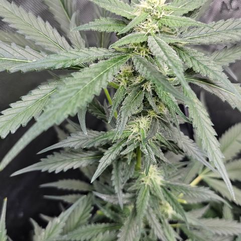 Tropicanna Poison XL Auto  growlog timeline photo