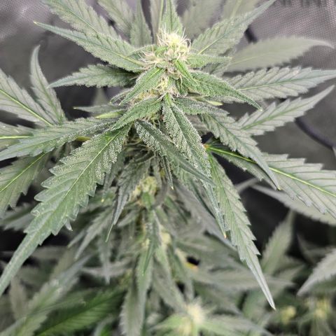 Tropicanna Poison XL Auto  growlog timeline photo