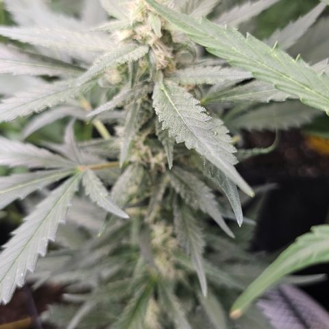 Tropicanna Poison XL Auto  growlog timeline photo
