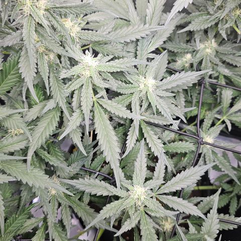 Tropicanna Poison XL Auto  growlog timeline photo