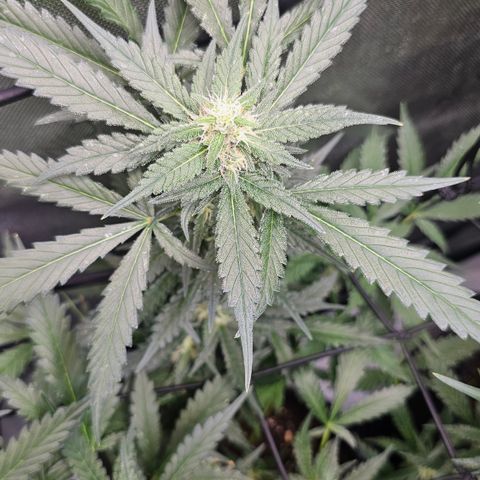 Tropicanna Poison XL Auto  growlog timeline photo