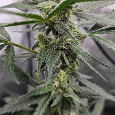 Tropicanna Poison XL Auto  growlog timeline photo