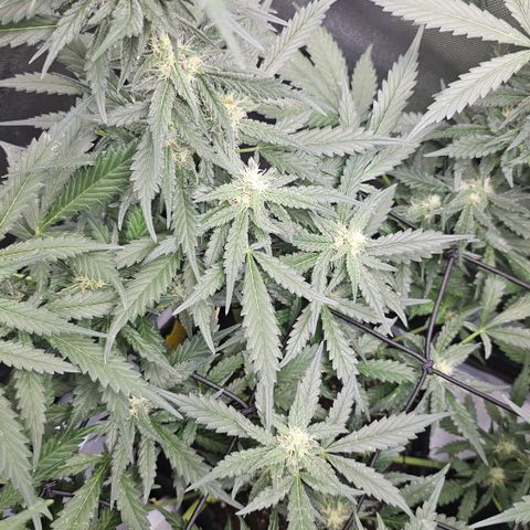 Tropicanna Poison XL Auto  growlog timeline photo