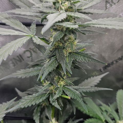 Tropicanna Poison XL Auto  growlog timeline photo