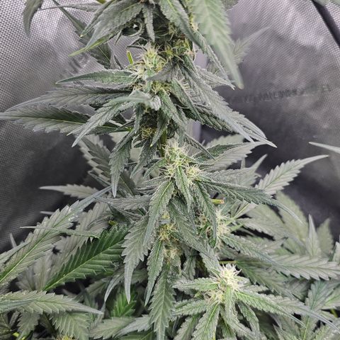 Tropicanna Poison XL Auto  growlog timeline photo