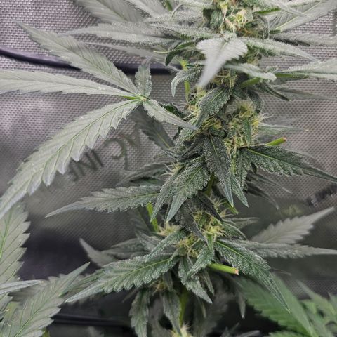 Tropicanna Poison XL Auto  growlog timeline photo