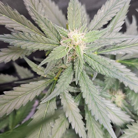 Tropicanna Poison XL Auto  growlog timeline photo