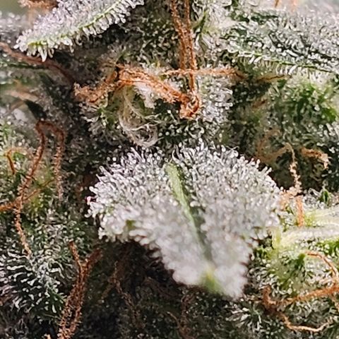 Tropicanna Poison XL Auto  growlog timeline photo