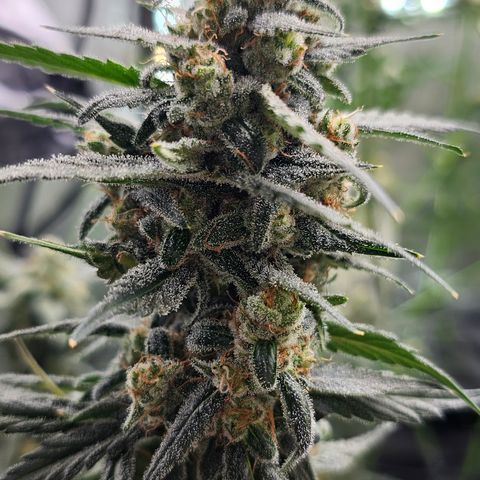 Tropicanna Poison XL Auto  growlog timeline photo