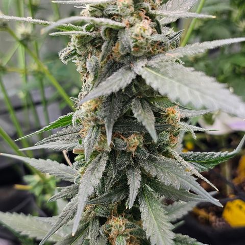 Tropicanna Poison XL Auto  growlog timeline photo