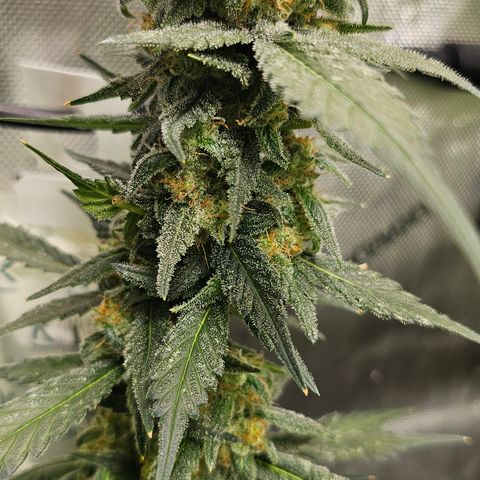 Tropicanna Poison XL Auto  growlog timeline photo