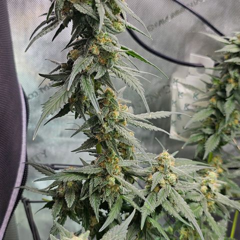 Tropicanna Poison XL Auto  growlog timeline photo