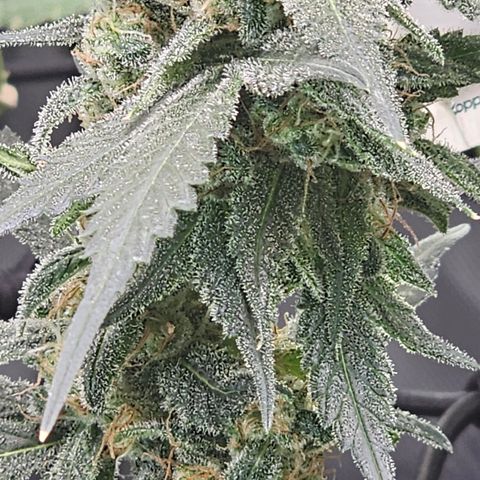 Tropicanna Poison XL Auto  growlog timeline photo