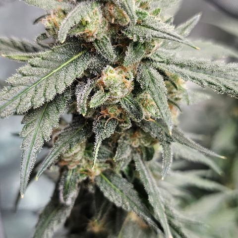 Tropicanna Poison XL Auto  growlog timeline photo