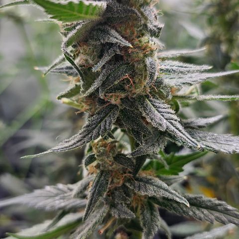 Tropicanna Poison XL Auto  growlog timeline photo