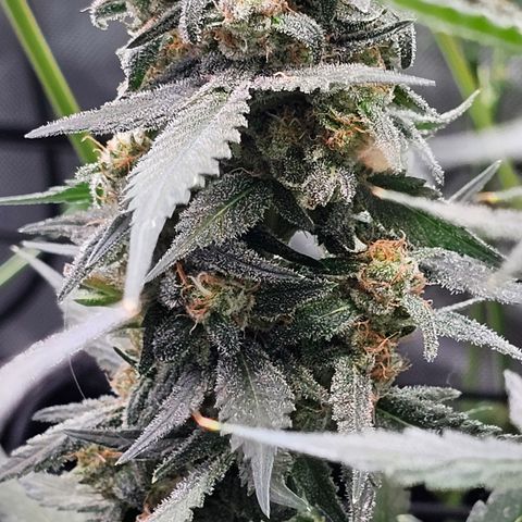 Tropicanna Poison XL Auto  growlog timeline photo