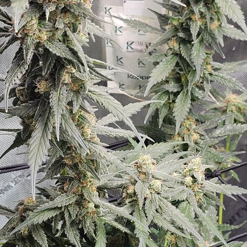 Tropicanna Poison XL Auto  growlog timeline photo