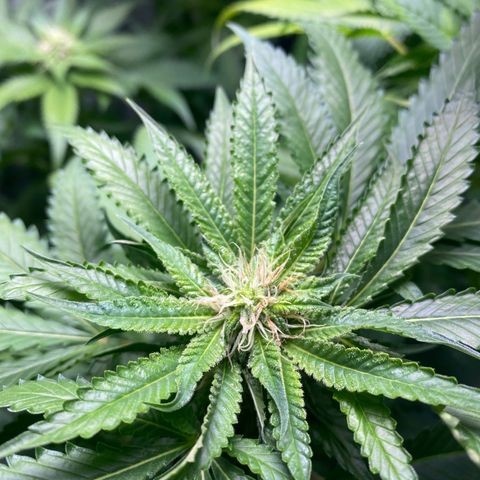  Captain Redbeard’s cherry pie  growlog timeline photo