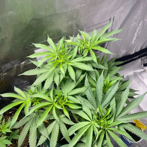  Captain Redbeard’s cherry pie  growlog timeline photo
