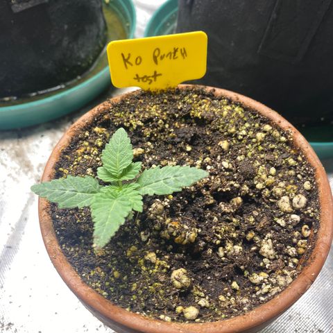  Knockout punch  growlog timeline photo