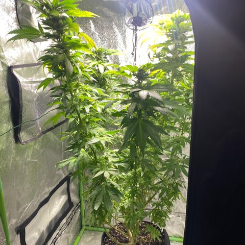  Captain Redbeard’s cherry pie  growlog timeline photo