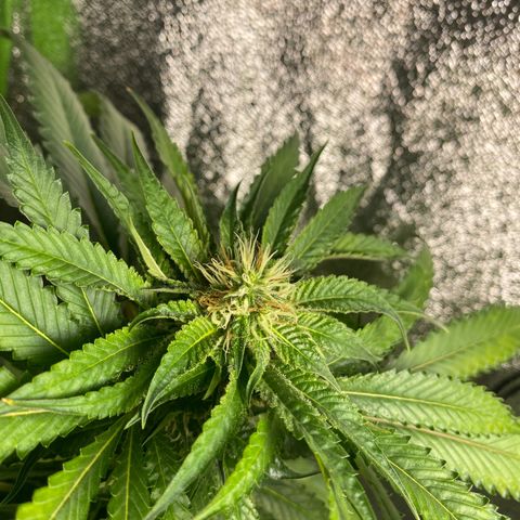  Captain Redbeard’s cherry pie  growlog timeline photo
