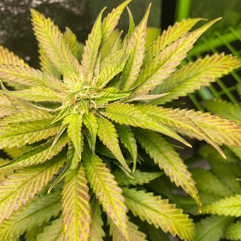  Captain Redbeard’s cherry pie  growlog timeline photo