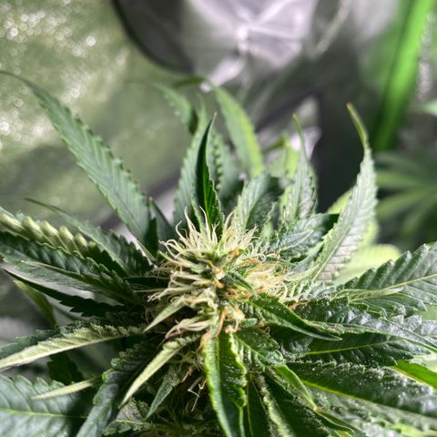  Captain Redbeard’s cherry pie  growlog timeline photo
