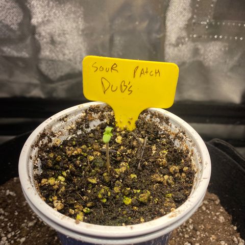 Sour patch dubs growlog timeline photo