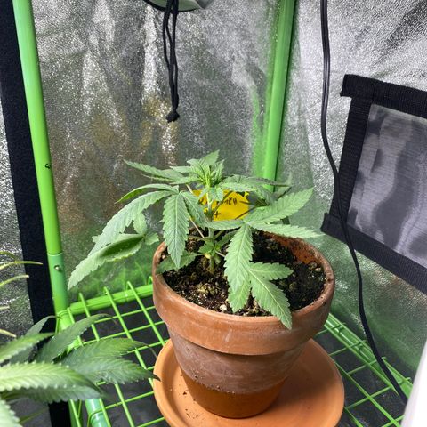  Knockout punch  growlog timeline photo