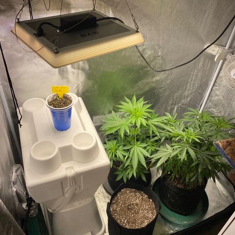  Captain Redbeard’s cherry pie  growlog timeline photo